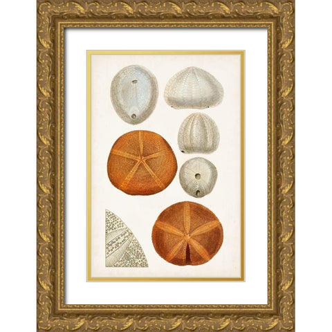 Coastal Curiosity II Gold Ornate Wood Framed Art Print with Double Matting by Unknown