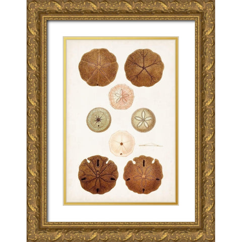 Coastal Curiosity III Gold Ornate Wood Framed Art Print with Double Matting by Unknown