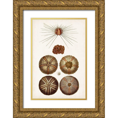 Coastal Curiosity IV Gold Ornate Wood Framed Art Print with Double Matting by Unknown