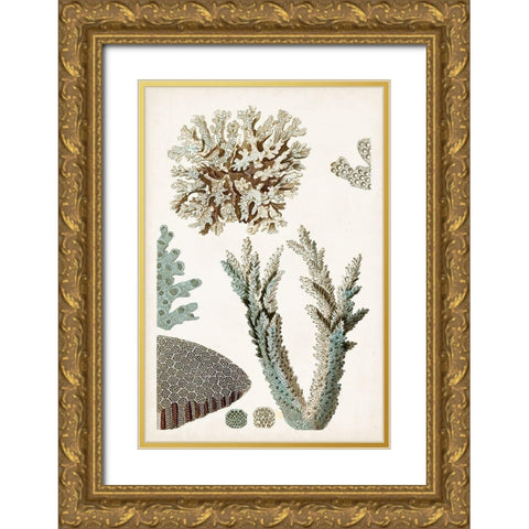 Coastal Curiosity VI Gold Ornate Wood Framed Art Print with Double Matting by Unknown