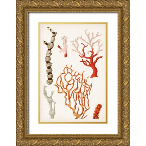Coastal Curiosity VII Gold Ornate Wood Framed Art Print with Double Matting by Unknown