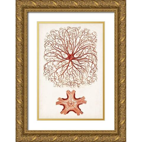 Coastal Curiosity VIII Gold Ornate Wood Framed Art Print with Double Matting by Unknown
