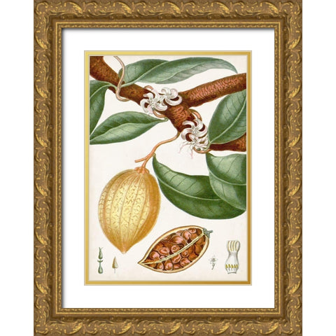 Turpin Tropical Fruit II Gold Ornate Wood Framed Art Print with Double Matting by Turpin