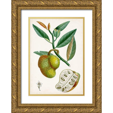 Turpin Tropical Fruit III Gold Ornate Wood Framed Art Print with Double Matting by Turpin