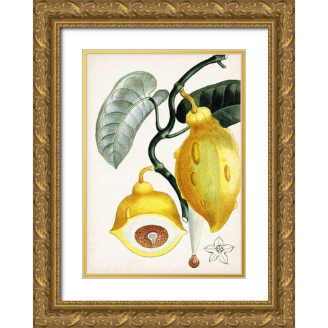 Turpin Tropical Fruit IV Gold Ornate Wood Framed Art Print with Double Matting by Turpin