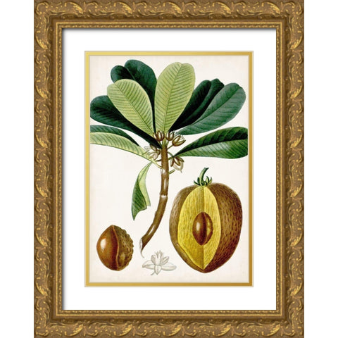 Turpin Tropical Fruit VI Gold Ornate Wood Framed Art Print with Double Matting by Turpin