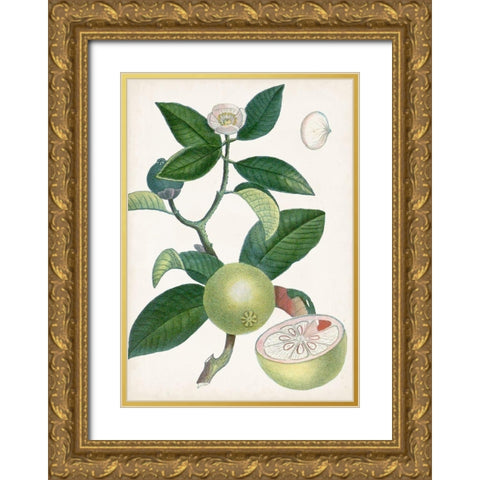 Turpin Tropical Fruit XI Gold Ornate Wood Framed Art Print with Double Matting by Turpin