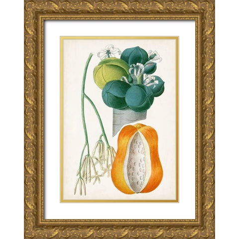 Turpin Tropical Fruit XII Gold Ornate Wood Framed Art Print with Double Matting by Turpin