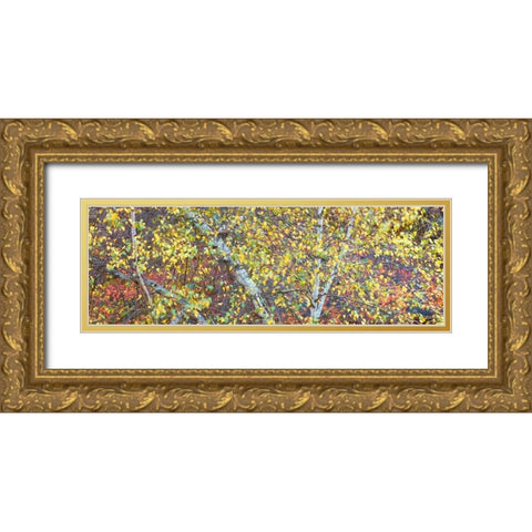 Tree Panorama IV Gold Ornate Wood Framed Art Print with Double Matting by McLoughlin, James