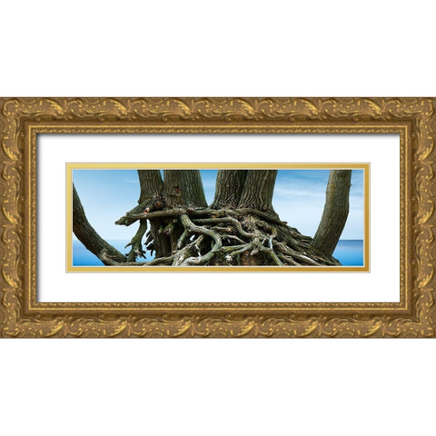 Tree Panorama VII Gold Ornate Wood Framed Art Print with Double Matting by McLoughlin, James