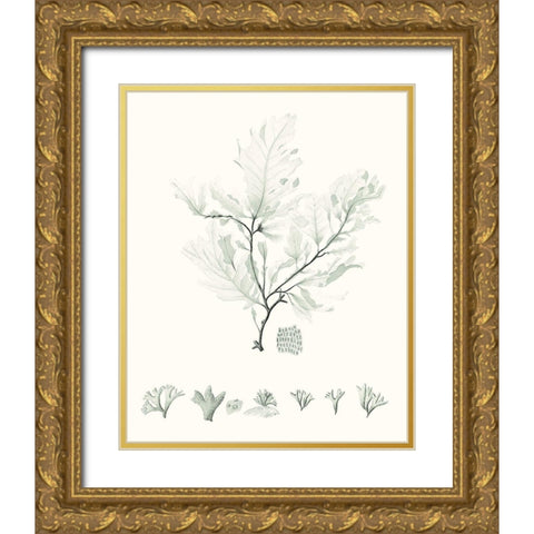 Sage Green Seaweed VII Gold Ornate Wood Framed Art Print with Double Matting by Vision Studio