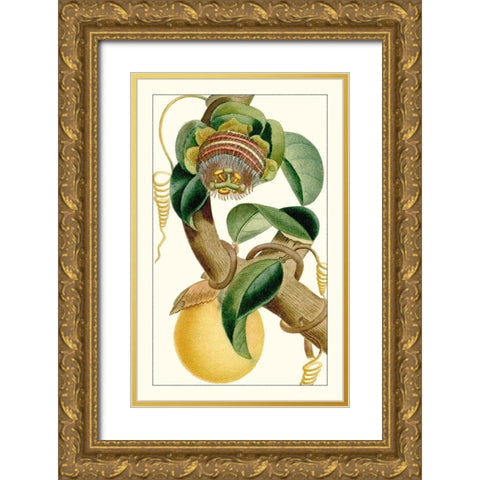 Turpin Exotic Botanical VII Gold Ornate Wood Framed Art Print with Double Matting by Turpin