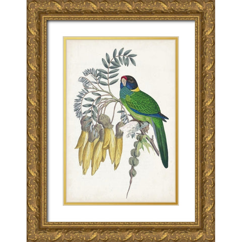 Tropical Bird and Flower II Gold Ornate Wood Framed Art Print with Double Matting by Vision Studio