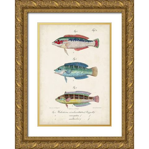 Antique Fish Trio II Gold Ornate Wood Framed Art Print with Double Matting by Vision Studio