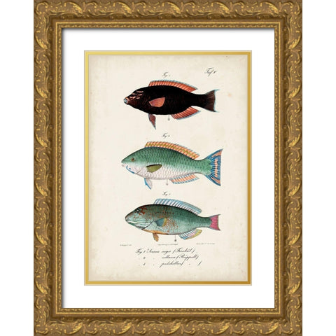 Antique Fish Trio IV Gold Ornate Wood Framed Art Print with Double Matting by Vision Studio