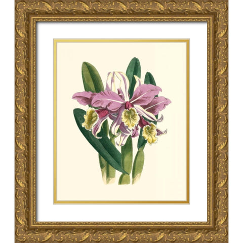 Magnificent Orchid IV Gold Ornate Wood Framed Art Print with Double Matting by Vision Studio