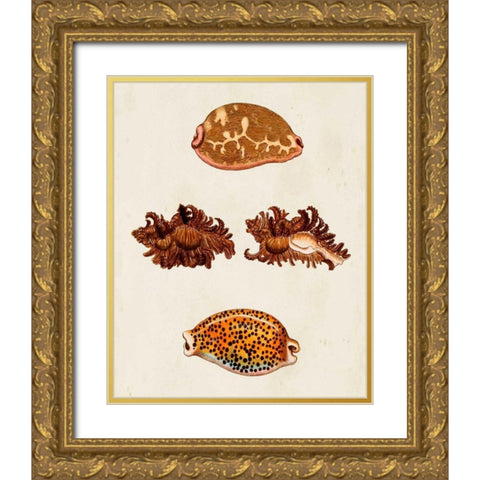 Knorr Shells VIII Gold Ornate Wood Framed Art Print with Double Matting by Knorr, G.W.