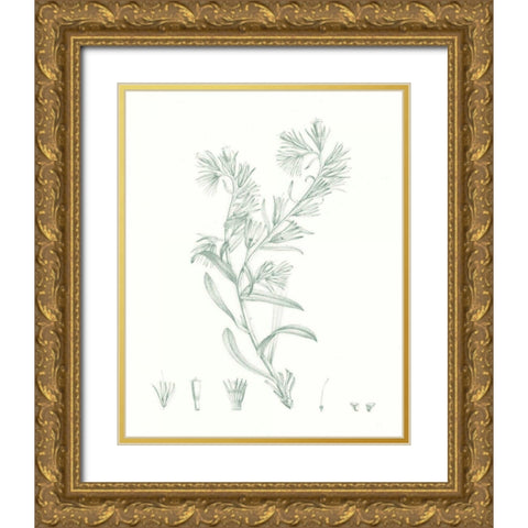 Botanical Study in Sage II Gold Ornate Wood Framed Art Print with Double Matting by Vision Studio