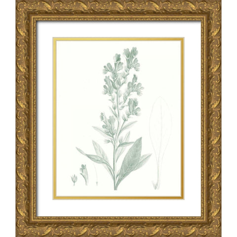 Botanical Study in Sage III Gold Ornate Wood Framed Art Print with Double Matting by Vision Studio