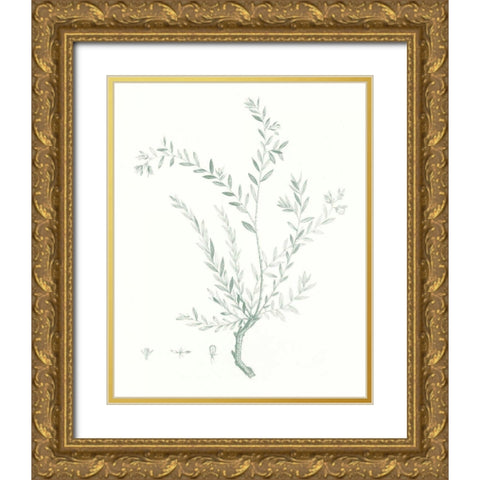Botanical Study in Sage VII Gold Ornate Wood Framed Art Print with Double Matting by Vision Studio