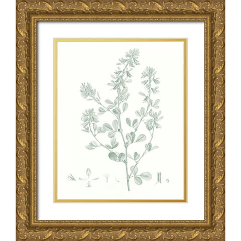 Botanical Study in Sage VIII Gold Ornate Wood Framed Art Print with Double Matting by Vision Studio