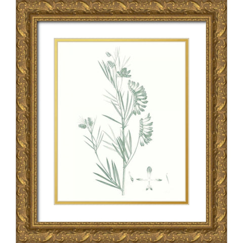 Botanical Study in Sage IX Gold Ornate Wood Framed Art Print with Double Matting by Vision Studio