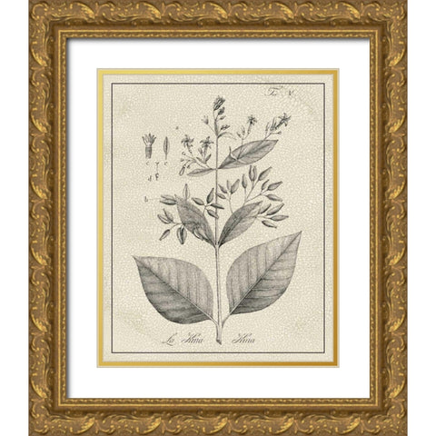 Antique Black and White Botanical II Gold Ornate Wood Framed Art Print with Double Matting by Vision Studio