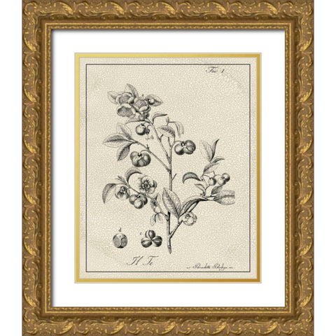 Antique Black and White Botanical IV Gold Ornate Wood Framed Art Print with Double Matting by Vision Studio