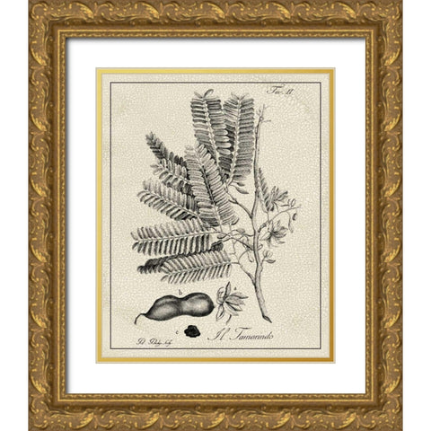 Antique Black and White Botanical V Gold Ornate Wood Framed Art Print with Double Matting by Vision Studio