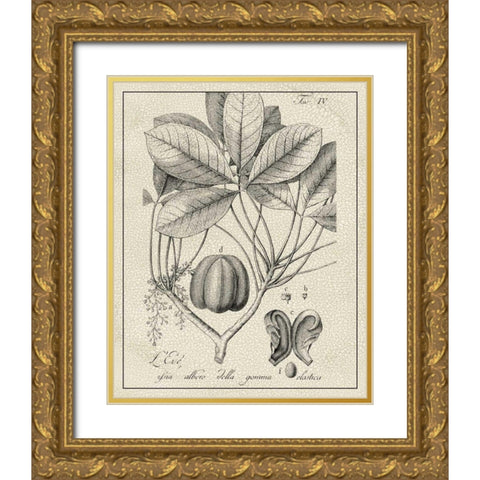 Antique Black and White Botanical VI Gold Ornate Wood Framed Art Print with Double Matting by Vision Studio