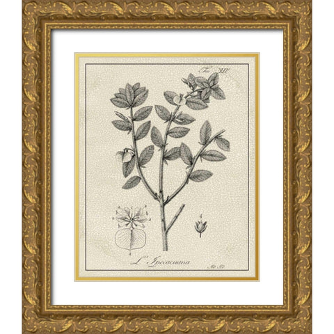 Antique Black and White Botanical VIII Gold Ornate Wood Framed Art Print with Double Matting by Vision Studio