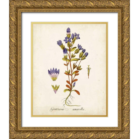 Antique Herb Botanical II Gold Ornate Wood Framed Art Print with Double Matting by Unknown