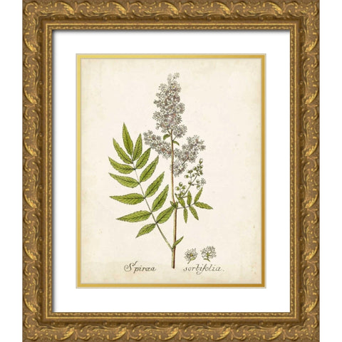 Antique Herb Botanical III Gold Ornate Wood Framed Art Print with Double Matting by Unknown