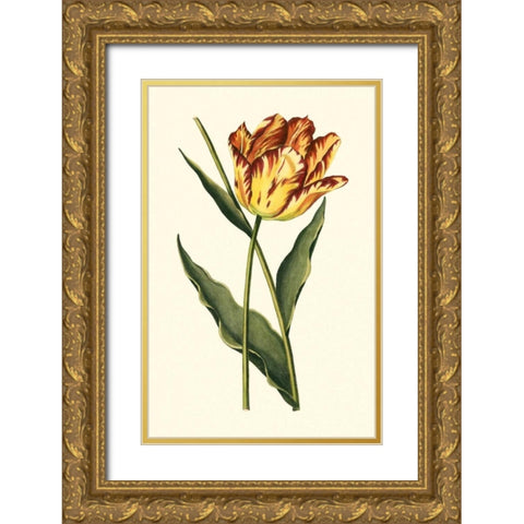 Vintage Tulips I Gold Ornate Wood Framed Art Print with Double Matting by Vision Studio