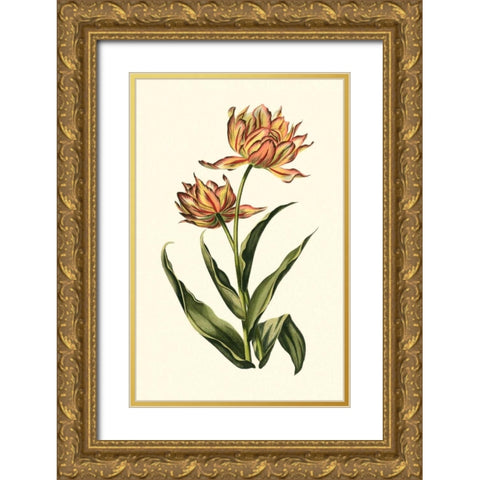 Vintage Tulips III Gold Ornate Wood Framed Art Print with Double Matting by Vision Studio