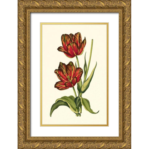 Vintage Tulips V Gold Ornate Wood Framed Art Print with Double Matting by Vision Studio