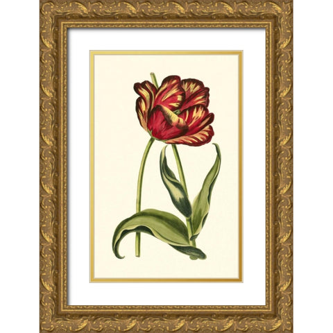 Vintage Tulips VI Gold Ornate Wood Framed Art Print with Double Matting by Vision Studio