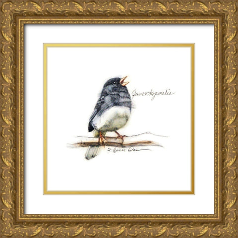 Songbird Study VI Gold Ornate Wood Framed Art Print with Double Matting by Dean, Bruce