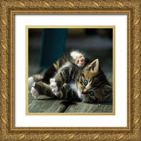 Cat Yoga V Gold Ornate Wood Framed Art Print with Double Matting by Nob, R.