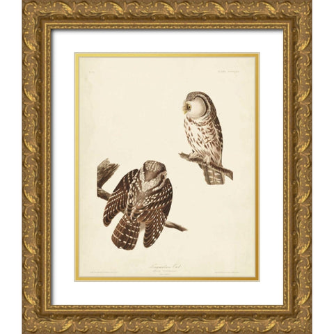 Pl 380 Tengmalms Owl Gold Ornate Wood Framed Art Print with Double Matting by Audubon, John James