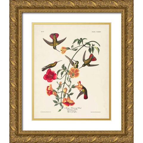 Pl 184 Mango Hummingbird Gold Ornate Wood Framed Art Print with Double Matting by Audubon, John James