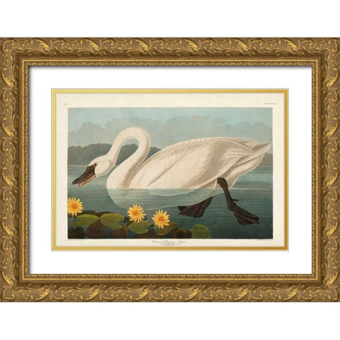 Pl 411 Common American Swan Gold Ornate Wood Framed Art Print with Double Matting by Audubon, John James