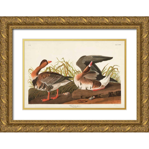 Pl 286 White-fronted Goose Gold Ornate Wood Framed Art Print with Double Matting by Audubon, John James