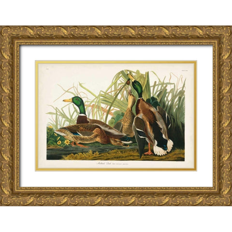 Pl 221 Mallard Duck Gold Ornate Wood Framed Art Print with Double Matting by Audubon, John James