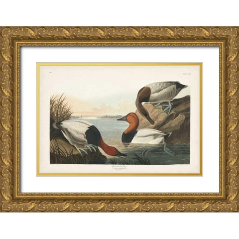 Pl 301 Canvas-backed Duck Gold Ornate Wood Framed Art Print with Double Matting by Audubon, John James