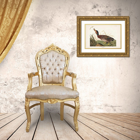 Pl 338 Bemaculated Duck Gold Ornate Wood Framed Art Print with Double Matting by Audubon, John James