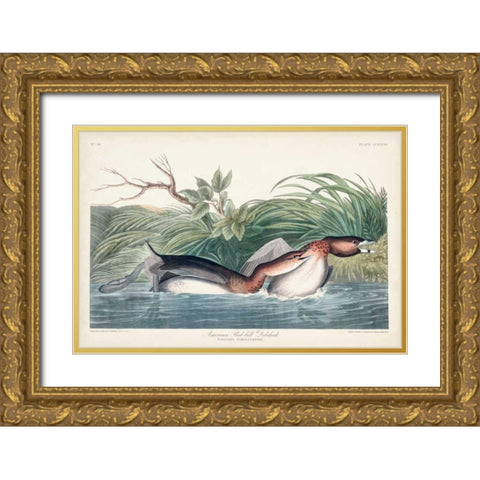 Pl 248 American Pied-bill Duck Gold Ornate Wood Framed Art Print with Double Matting by Audubon, John James