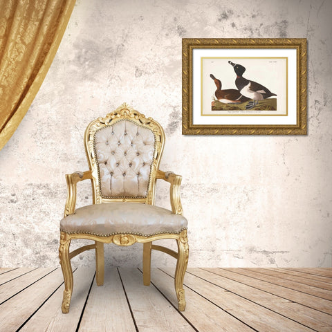 Pl 234 Ring-necked Duck Gold Ornate Wood Framed Art Print with Double Matting by Audubon, John James