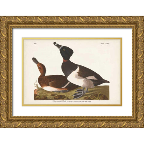 Pl 234 Ring-necked Duck Gold Ornate Wood Framed Art Print with Double Matting by Audubon, John James