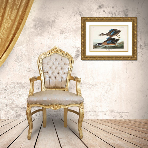 Pl 313 Blue-winged Teal Gold Ornate Wood Framed Art Print with Double Matting by Audubon, John James